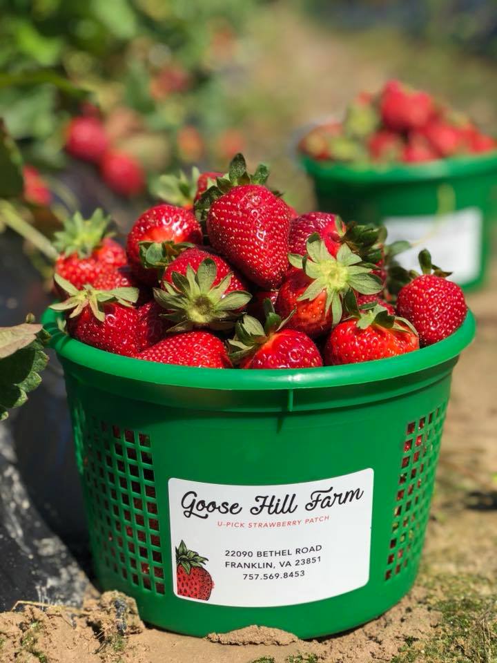 Goose Hill Farm | 22090 Bethel Rd, Franklin, VA 23851, USA | Phone: (757) 569-8453