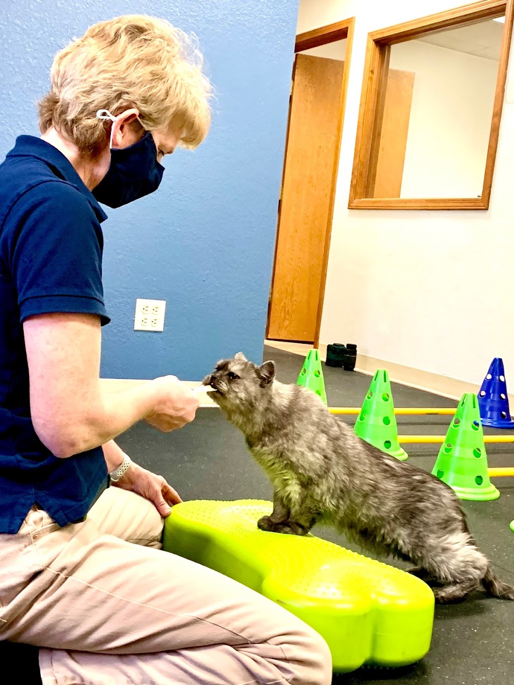 Rocky Mountain Veterinary Rehabilitation | 10200 W 44th Ave Suite 134, Wheat Ridge, CO 80033, USA | Phone: (720) 295-1781