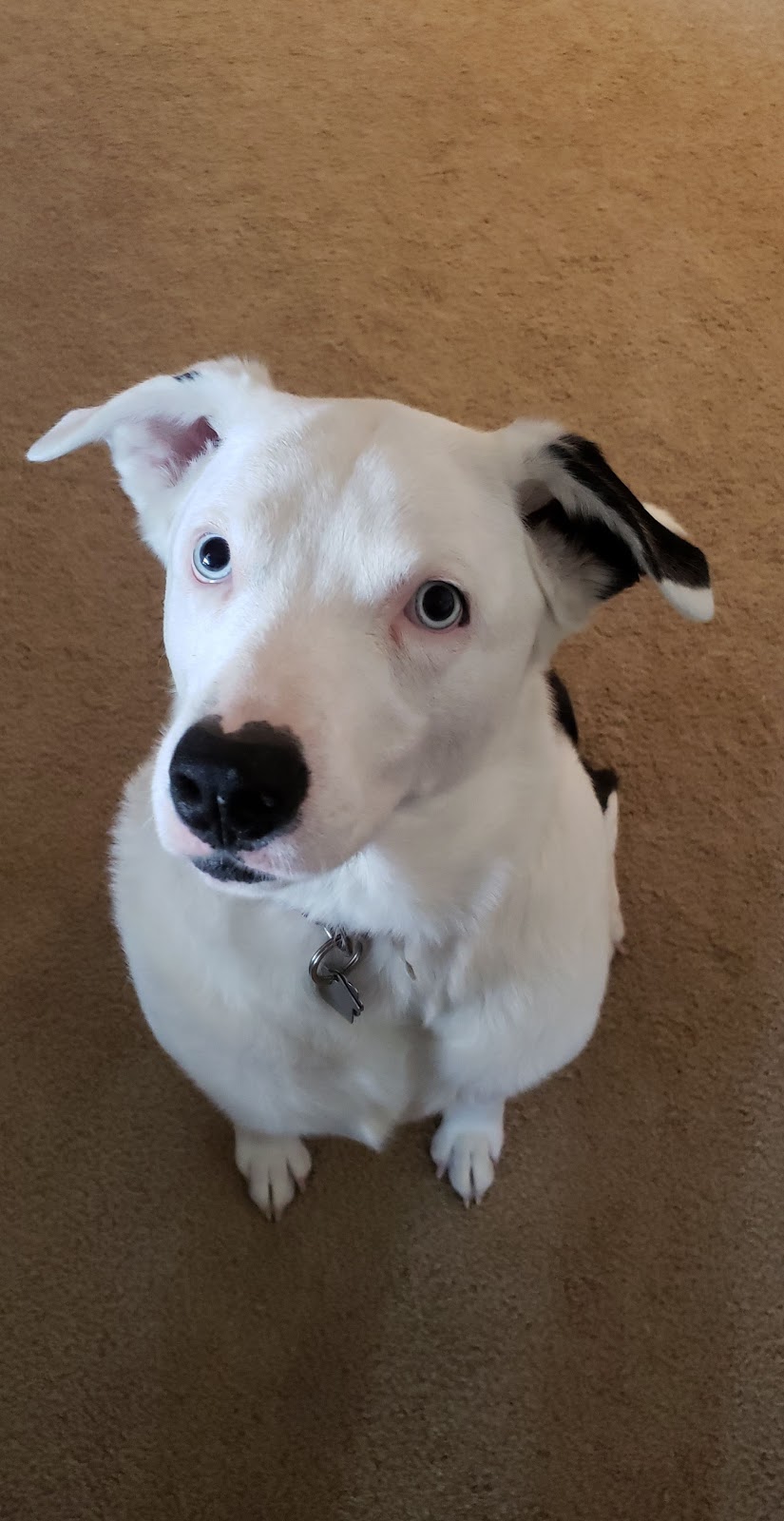 Eureka Veterinary Clinic | 1415 W 5th St, Eureka, MO 63025, USA | Phone: (636) 938-5070