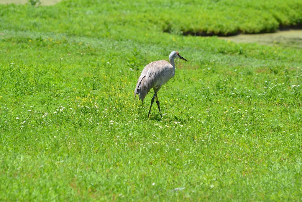 Nebraskas Wildlife Safari Park | 814 E Park Hwy, Ashland, NE 68003, USA | Phone: (402) 944-9453