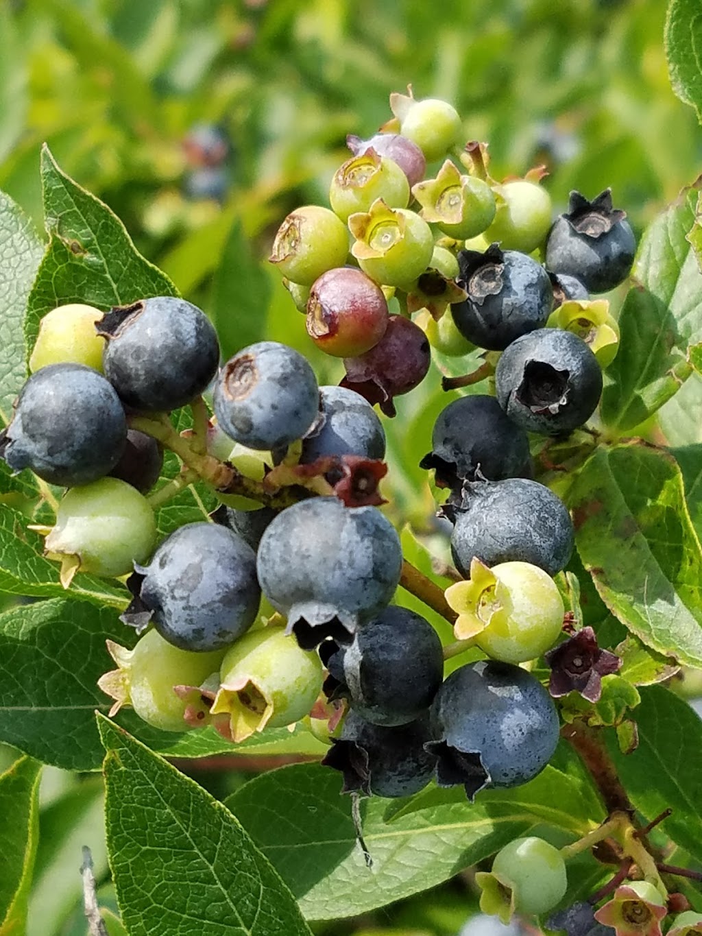 Rods Berry Farm | 28624 Zodiac St NE, North Branch, MN 55056, USA | Phone: (651) 674-8765