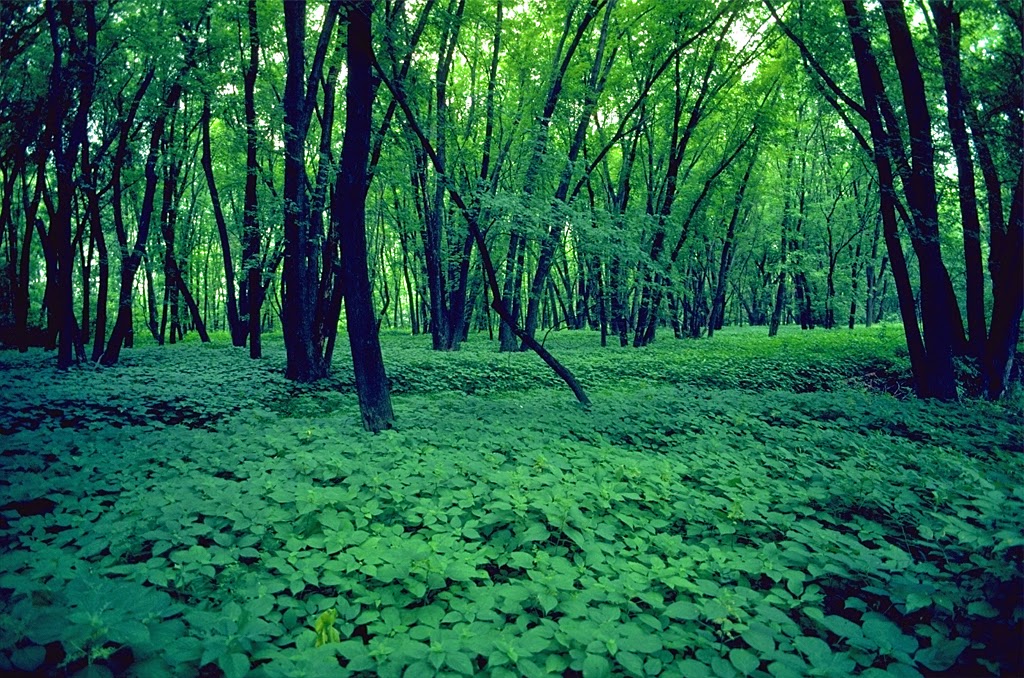 Mississippi River Islands Scientific and Natural Area (SNA) | Washington St., Monticello, MN 55362, USA | Phone: (651) 259-5800