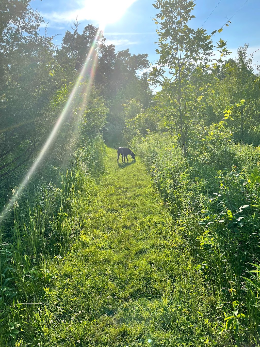 Paw Run Private Dog Park | 6886 Zeeb Rd, Dexter, MI 48130, USA | Phone: (734) 476-1620