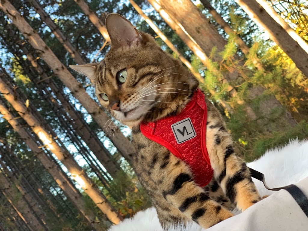 Wilderness Bengal Cats | 3933 161st Ave, Becker, MN 55308, USA | Phone: (612) 360-7147