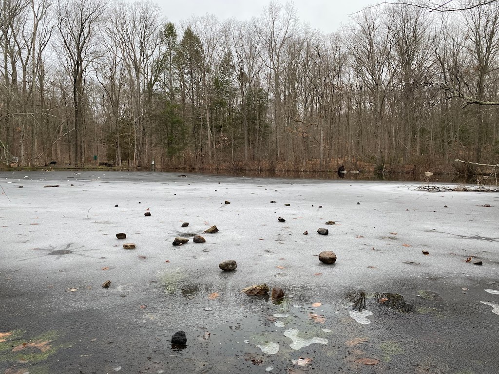 Forsyth Pond | Bartlett Arboretum & Gardens, 151 Brookdale Rd, Stamford, CT 06903, USA | Phone: (203) 322-6971