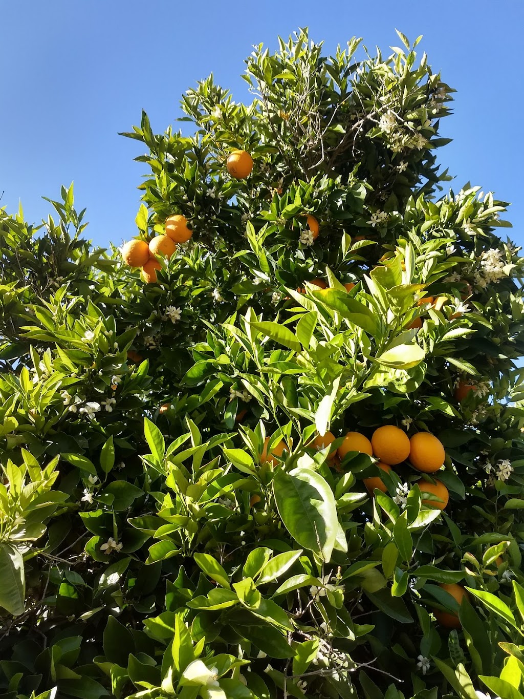 Rancho Casa Baloyan | 22756 Ensenada, B.C., Mexico | Phone: 664 648 2796