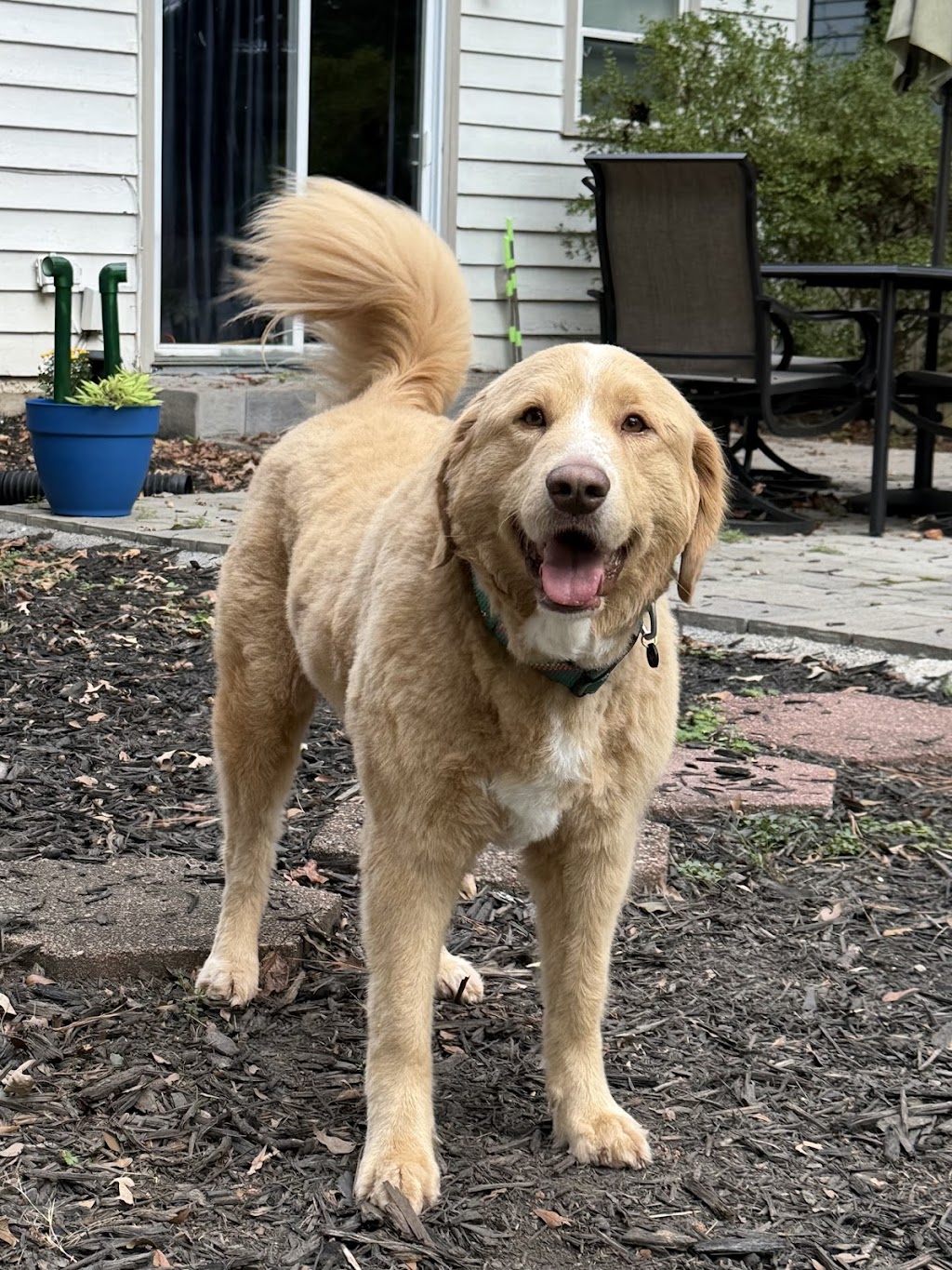 Doggie Bath House | 910 Deerfield Crossing Dr, Alpharetta, GA 30004, USA | Phone: (770) 802-5160