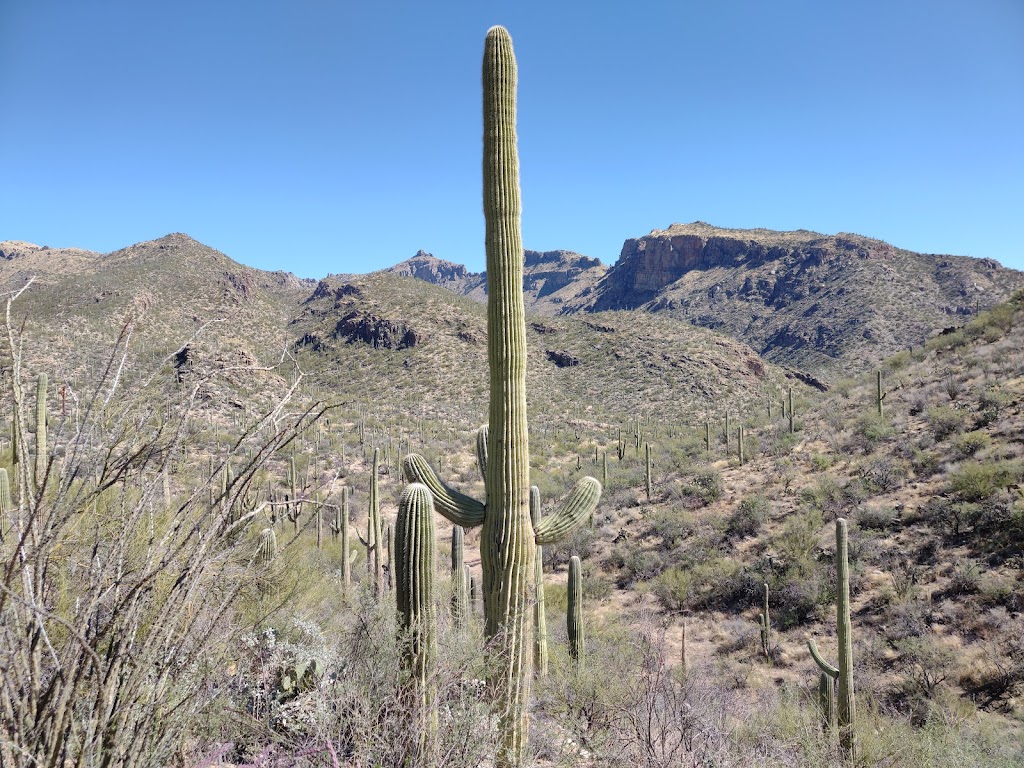 Coronado National Forest | Tucson, AZ 85701, USA | Phone: (520) 388-8300
