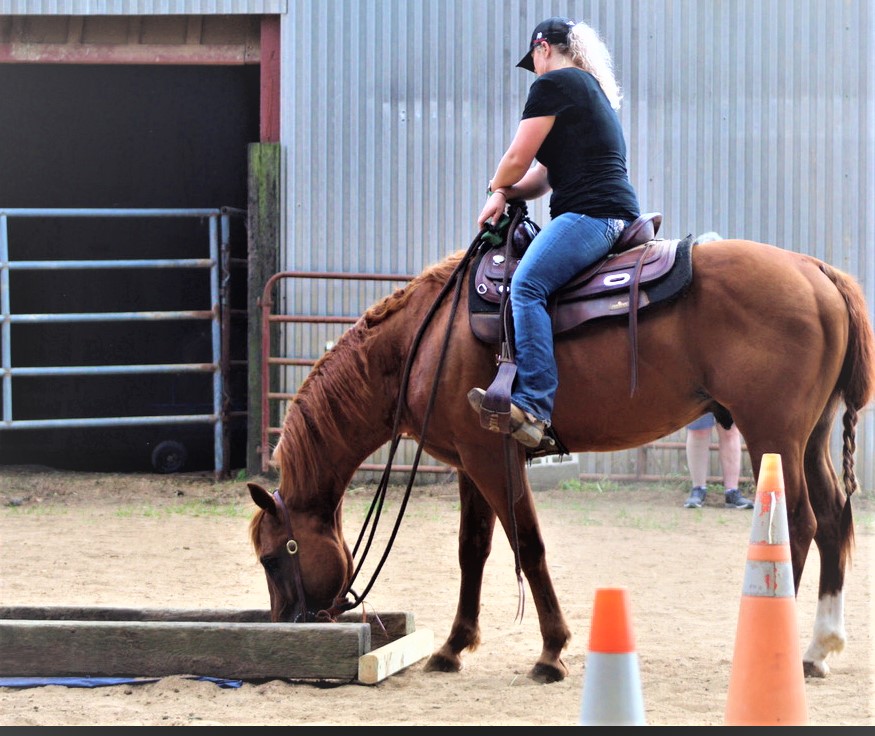 Bar Creek Farms Quarter Horses and Paints | 11920 Bar Creek Ln, Ford, VA 23850, USA | Phone: (804) 712-2497