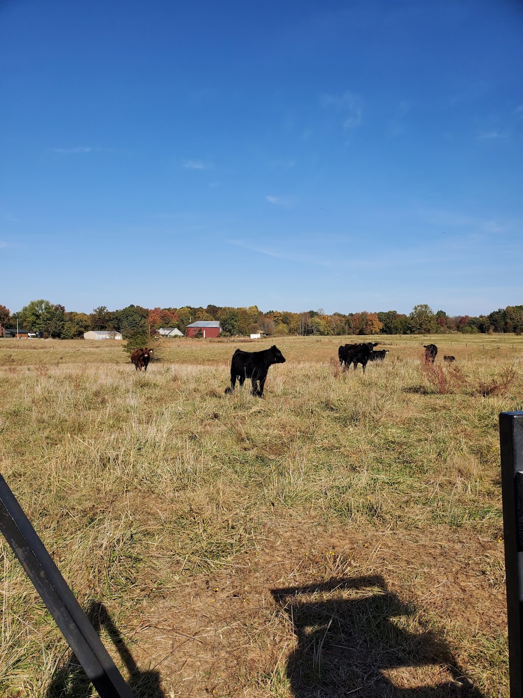 Shade Tree Orchard | 2087 Kinneys Rd, Adams, TN 37010, USA | Phone: (615) 696-2915