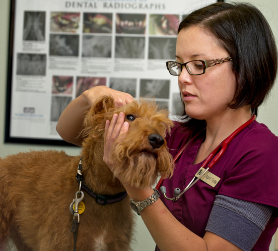 Companion Animal Wellness Center | 16404 Lemolo Shore Dr NE, Poulsbo, WA 98370, USA | Phone: (360) 779-6534 Companion Animal Wellness Center | 16404 Lemolo Shore Dr NE, Poulsbo, WA 98370, USA | Phone: (360) 779-6534
