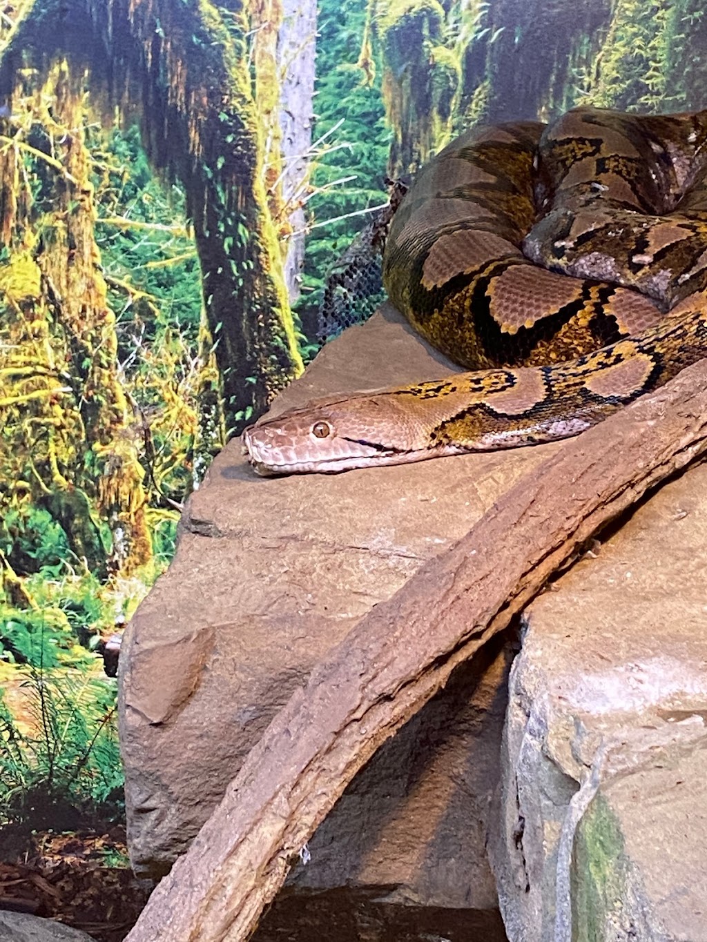 Snake Discovery: A Reptile Experience | 831 Century Ave N, Maplewood, MN 55119, USA | Phone: (612) 642-2960