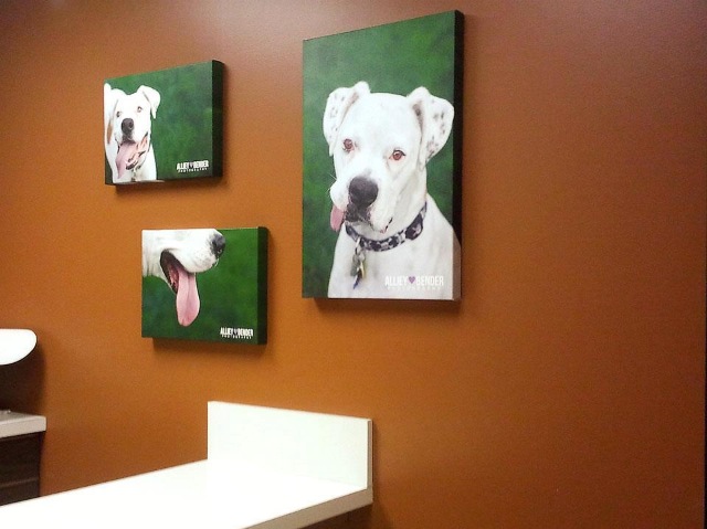 Valley Animal Hospital | 1830 Merriman Rd, Akron, OH 44313, USA | Phone: (330) 836-1971