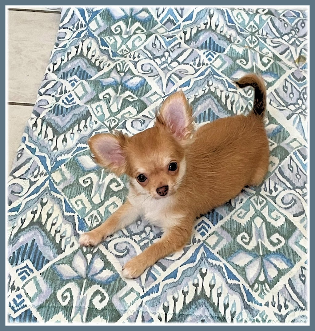 Chihuahuas Wee Love | 780 Lake Shadow Dr, Lavon, TX 75166, USA | Phone: (972) 853-0930