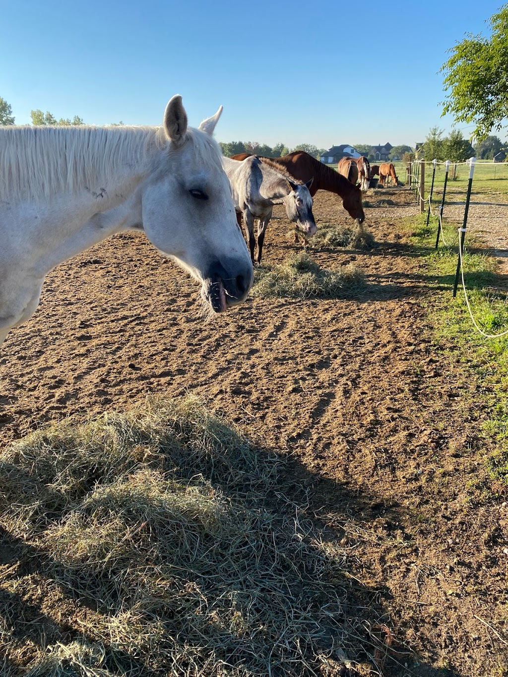 CR Ranch Lessons & Boarding | 16145 Bruce Road, Lockport, IL 60441, USA | Phone: (815) 258-7701