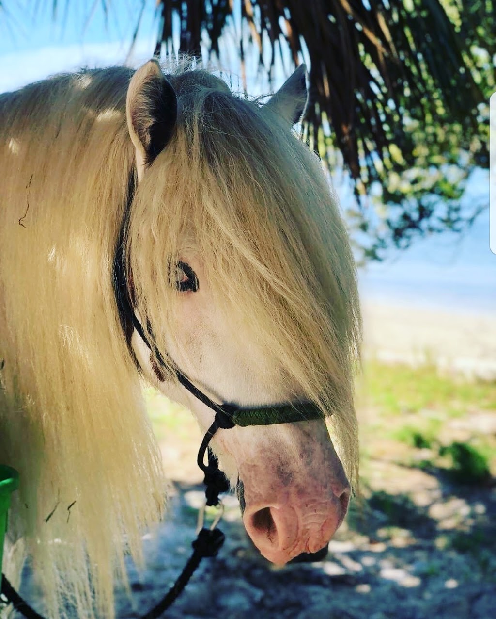 Cponies Beach Horseback Rides | 8400 Manatee Ave W, Bradenton, FL 34209, USA | Phone: (941) 773-5196