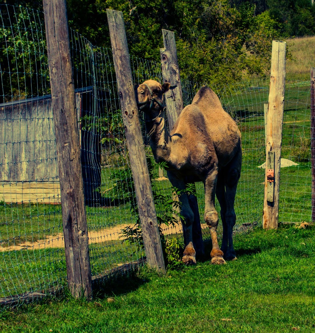 Natures Creek Camel Farm and Zoo | 11660 Grass Lake Rd, Hillsdale, MI 49242, USA | Phone: (734) 347-2888