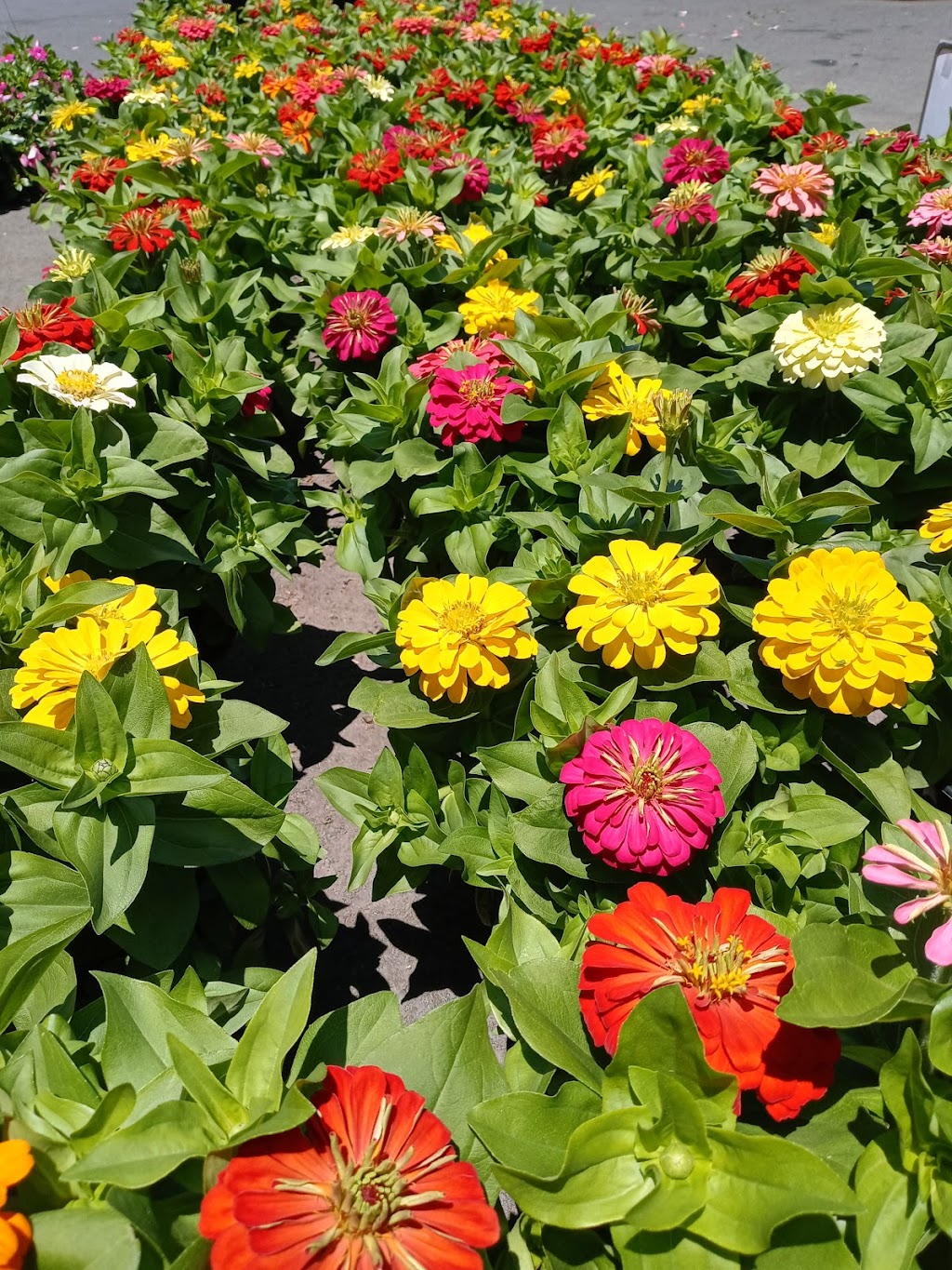 Variety Produce | 415 W Main St, Rockwell, NC 28138, USA | Phone: (704) 279-1334