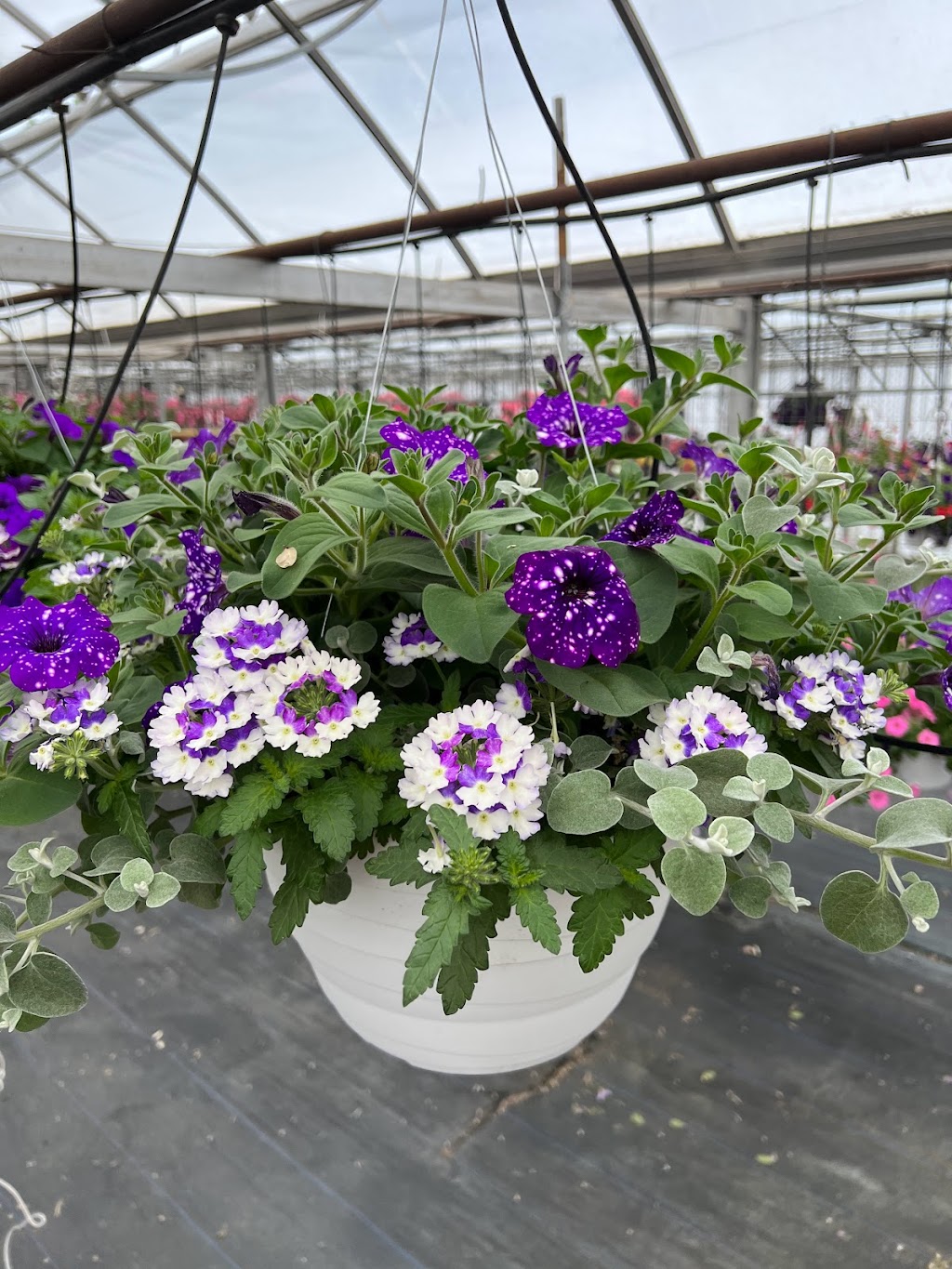 Rush Garden Center Greenhouse | 30617 Henry Ruff Rd #2025, Romulus, MI 48174, USA | Phone: (734) 721-7874