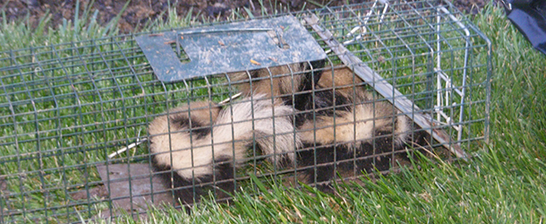 ACS Animal Removal | 4215 Dixie Rd, Cincinnati, OH 45245 | Phone: (513) 518-2397