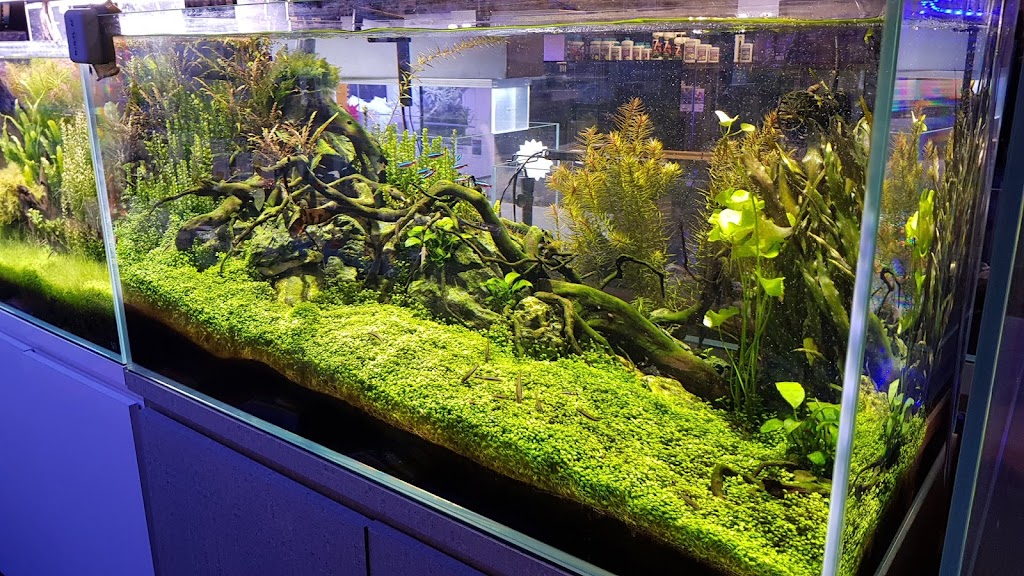 Age of Aquariums | 2642 Cherry Ave, Signal Hill, CA 90755, USA | Phone: (562) 438-6252