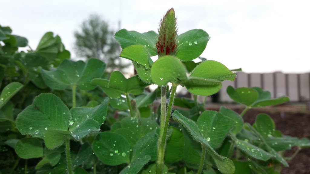 Okmulgee Community Garden | 1206 S Belmont Ave, Okmulgee, OK 74447 | Phone: (918) 756-1883