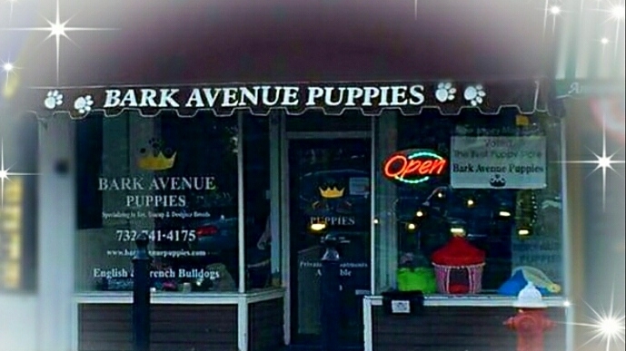 Bark Avenue Puppies | 4 W Front St, Red Bank, NJ 07701, USA | Phone: (732) 741-4175
