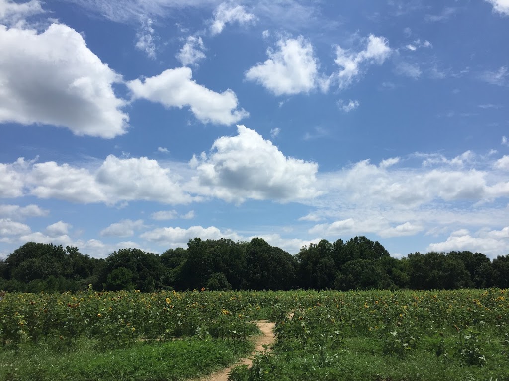 Sunflower Field | Raleigh, NC 27606, USA | Phone: (919) 996-6688