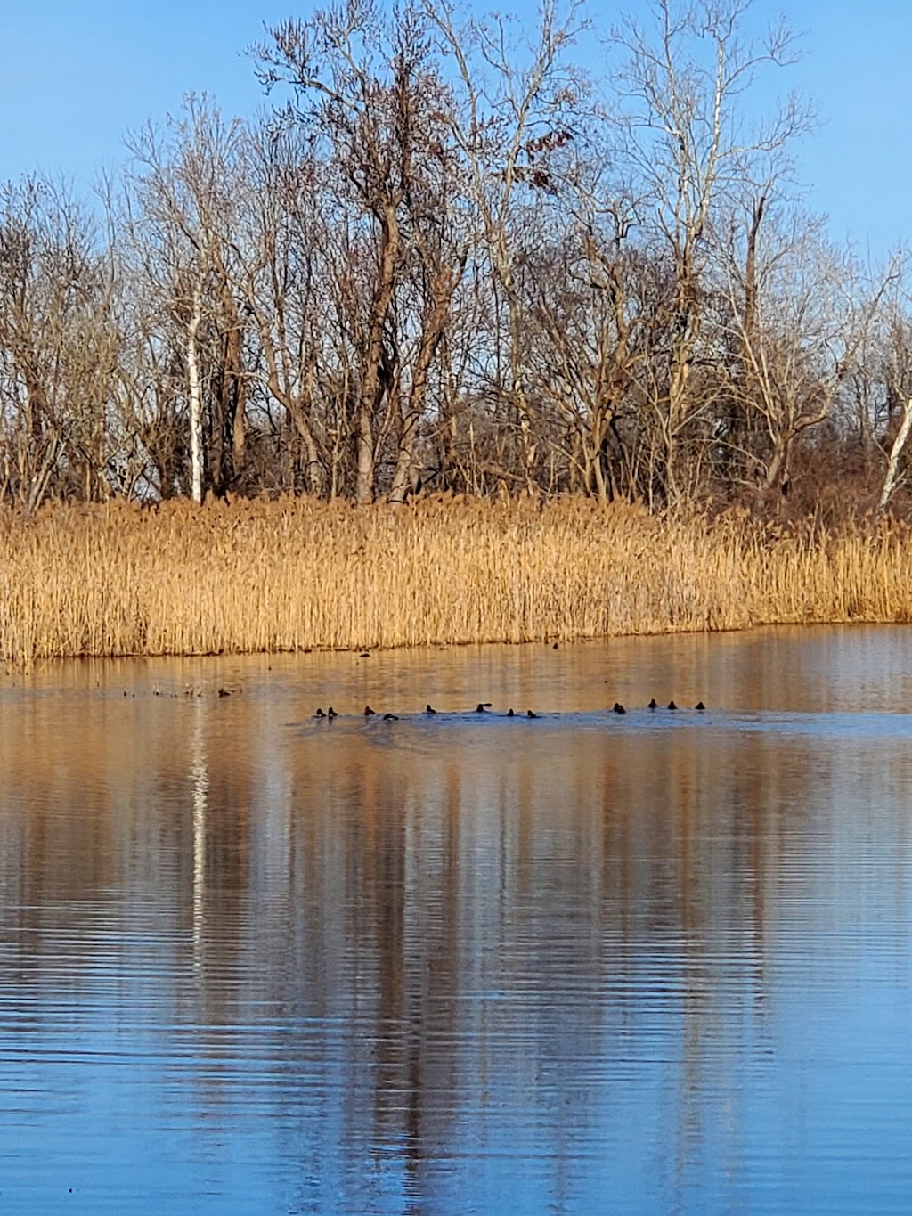 Dutch Gap Conservation Area | 341 Henricus Park Rd, Chester, VA 23836, USA | Phone: (804) 748-1623