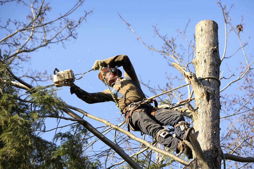 Ax Men Tree Service LLC | 1191 Sumner Rd, Darien Center, NY 14040, USA | Phone: (716) 998-8780