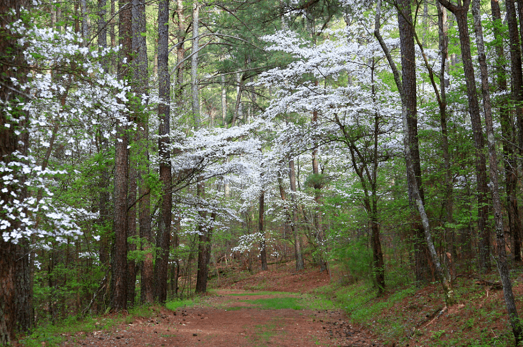 Bowie Nature Park | 7211 Bowie Lake Rd, Fairview, TN 37062 | Phone: (615) 799-5544