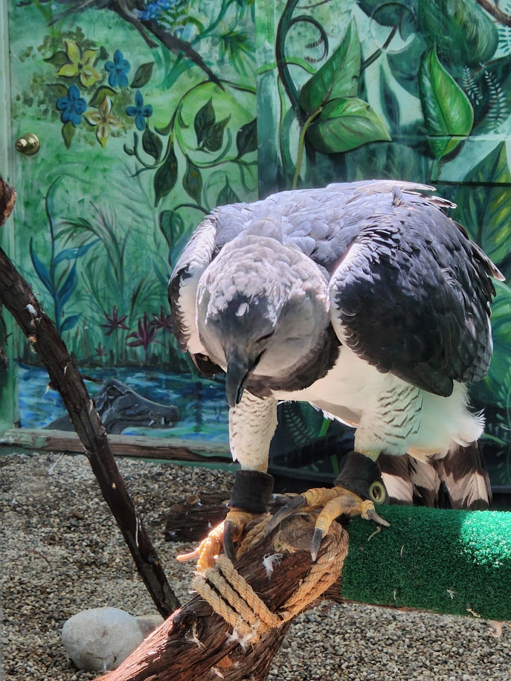 The Peregrine Funds World Center For Birds of Prey | 5668 W Flying Hawk Ln, Boise, ID 83709, USA | Phone: (208) 362-8687