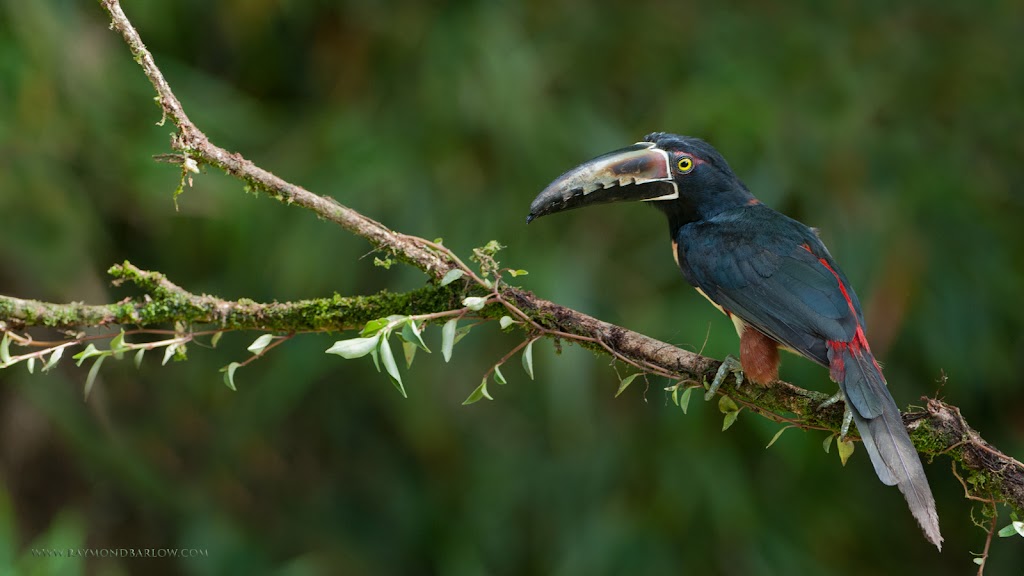 Raymond Barlow Nature Photo Tours | 242 Lakeport Rd #6, St. Catharines, ON L2N 6V2, Canada | Phone: (905) 520-8853