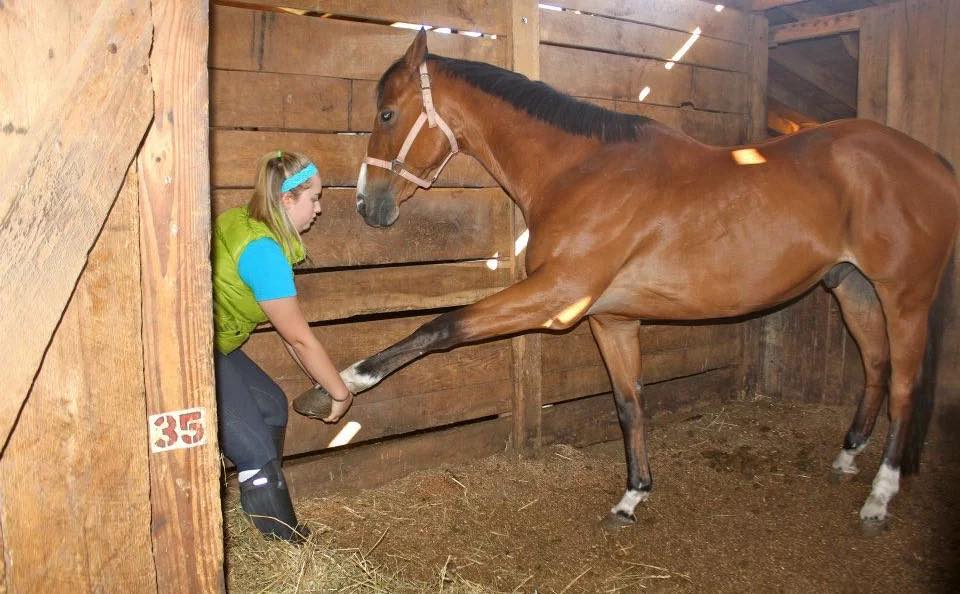 Texas Equine Education & Horsemanship | 4097 FM 903, Farmersville, TX 75442, USA | Phone: (972) 945-9493