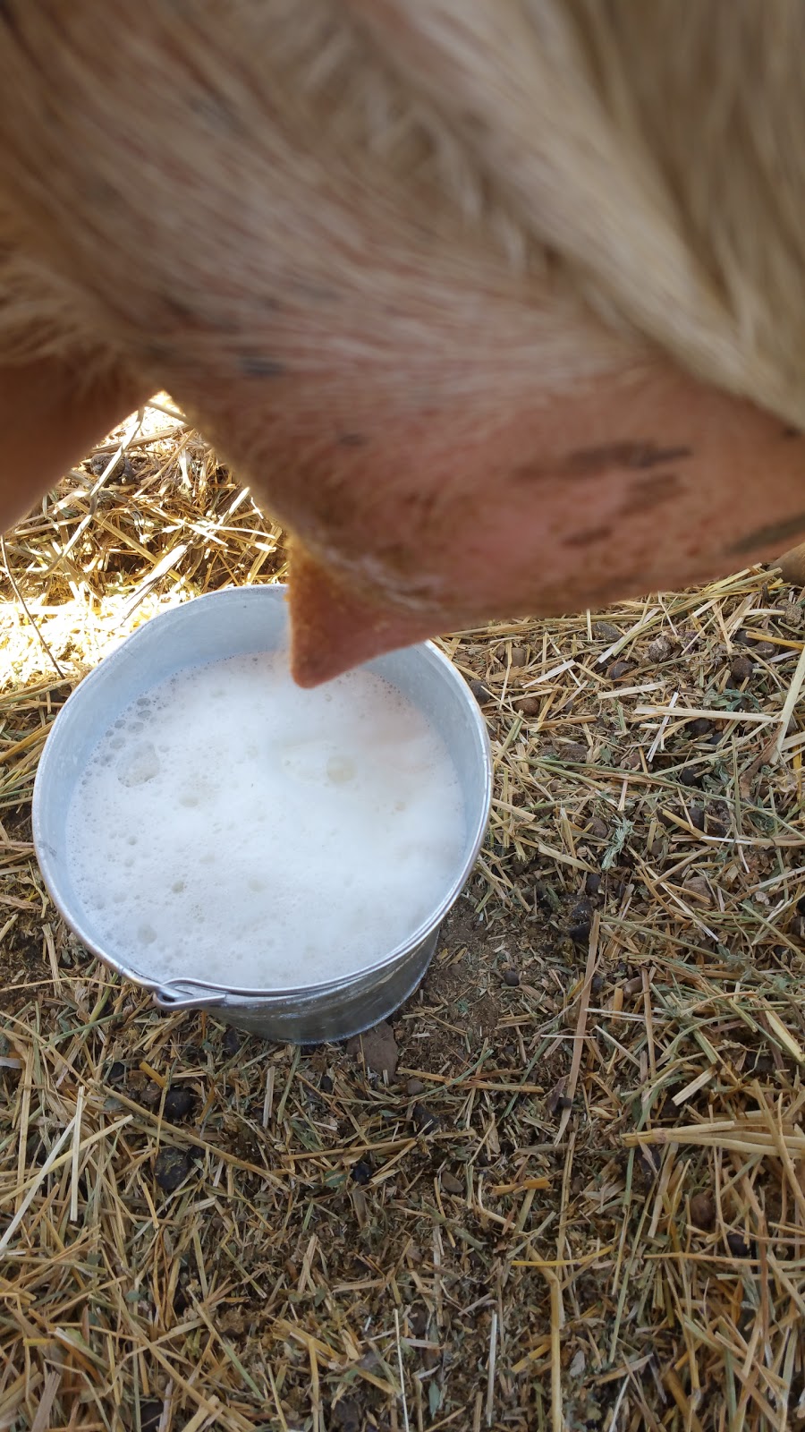 Sallys Produce LLC | 3828 Canada Rd, Gilroy, CA 95020, USA | Phone: (408) 838-6263