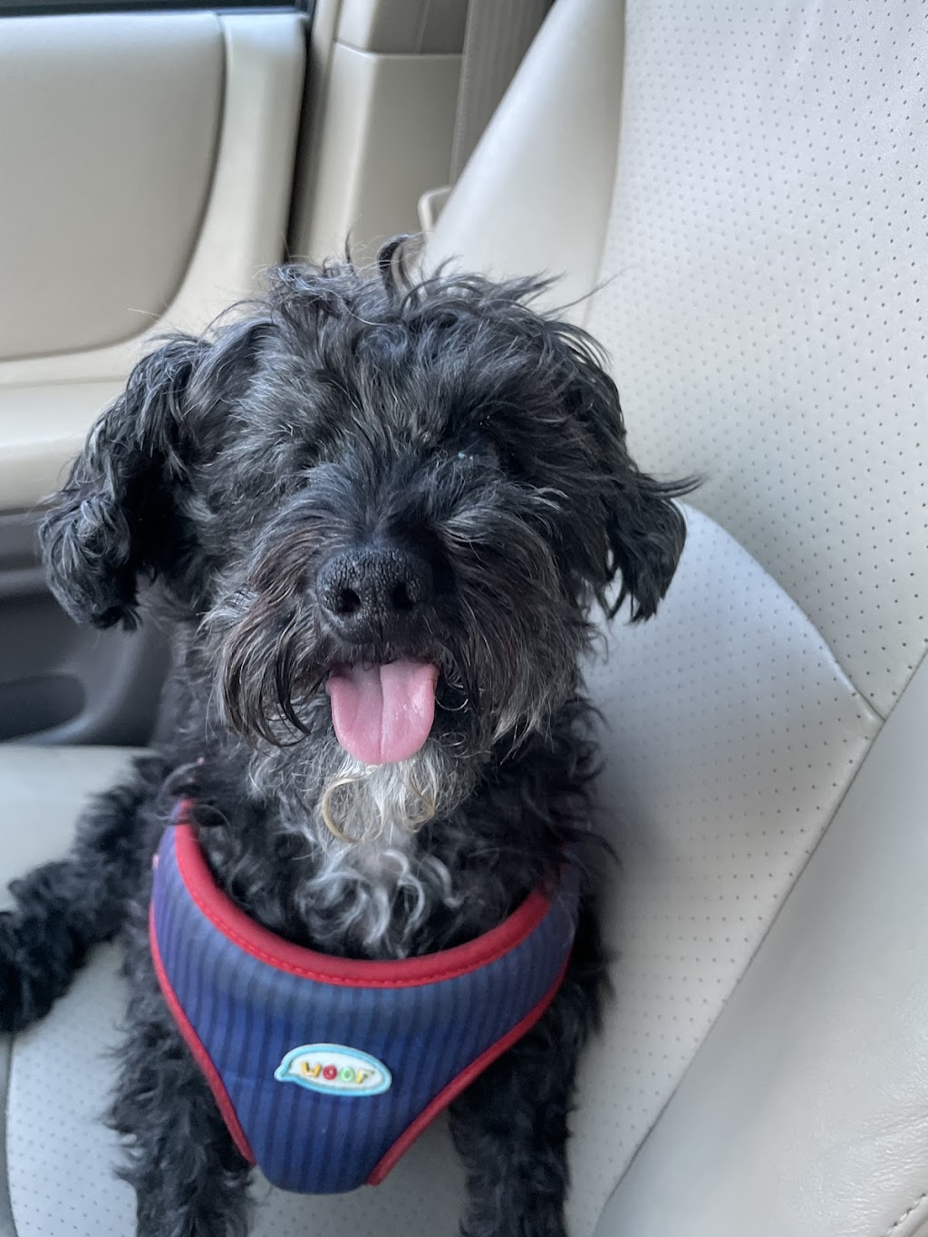 Harmony Hill Animal Hospital | 23520 Overland Dr Suite 110, Sterling, VA 20166, USA | Phone: (571) 200-8500