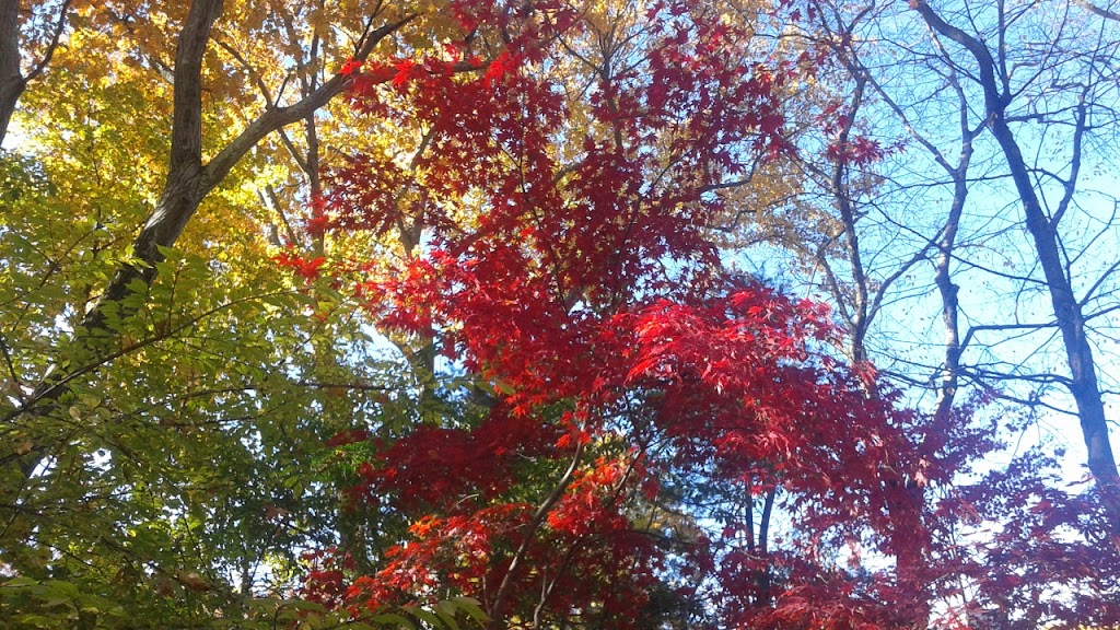 Adolescent Wellness, Inc. | 103 Old Colony Rd, Wellesley, MA 02481, USA | Phone: (781) 727-8617