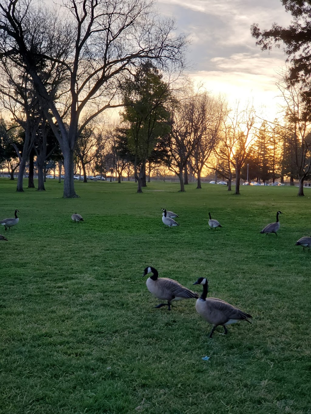 Off-Leash Dog Park | Park Rd, Elk Grove, CA 95624, USA | Phone: (916) 405-5355