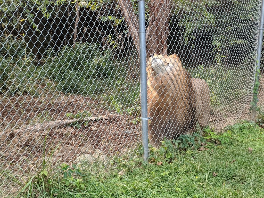 Carolina Tiger Rescue | 1940 Hanks Chapel Rd, Pittsboro, NC 27312, USA | Phone: (919) 542-4684