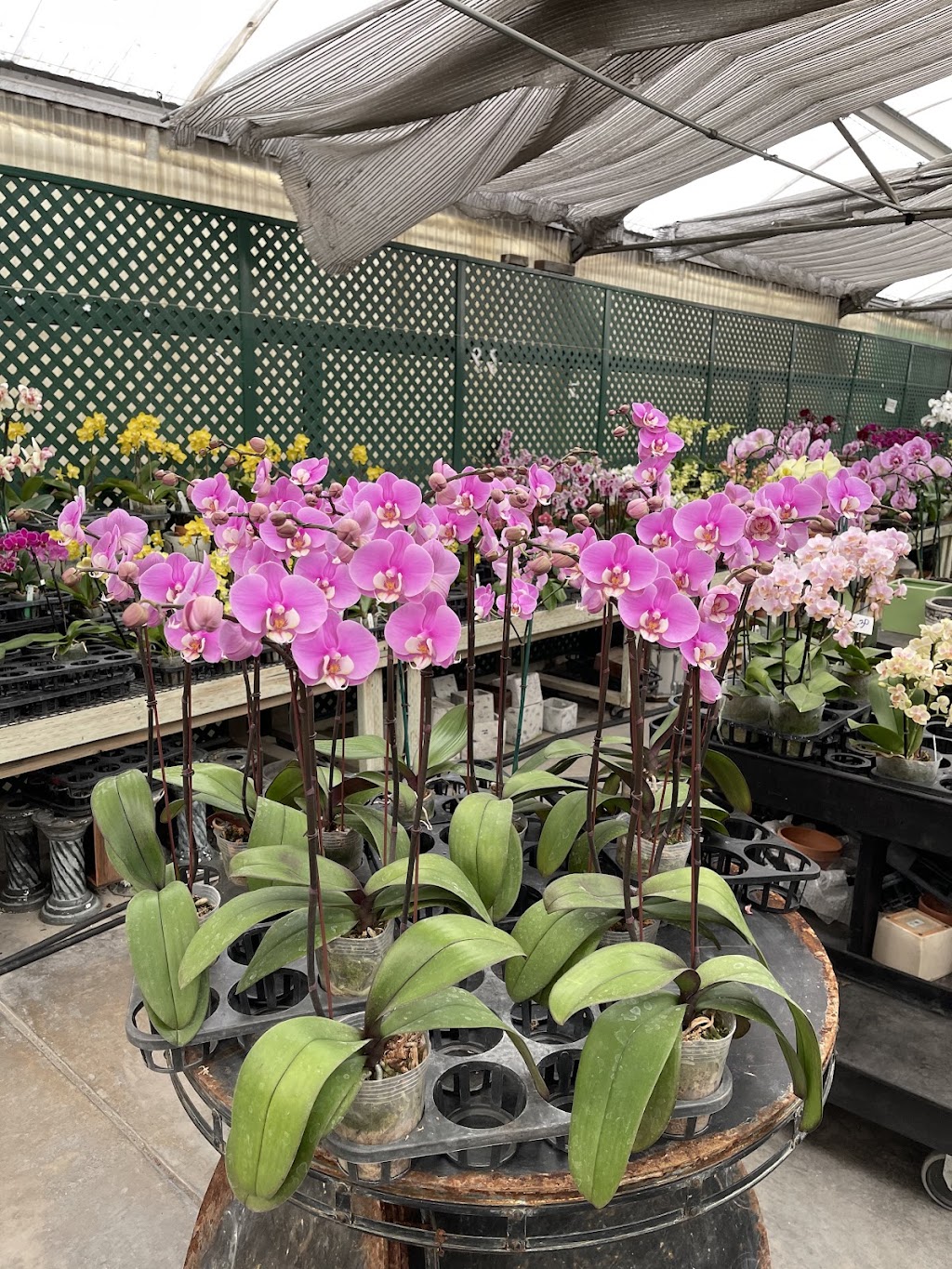 Normans Orchid Nursery home of www.orchids.com | 11039 Monte Vista Ave, Montclair, CA 91763, USA | Phone: (909) 627-9515