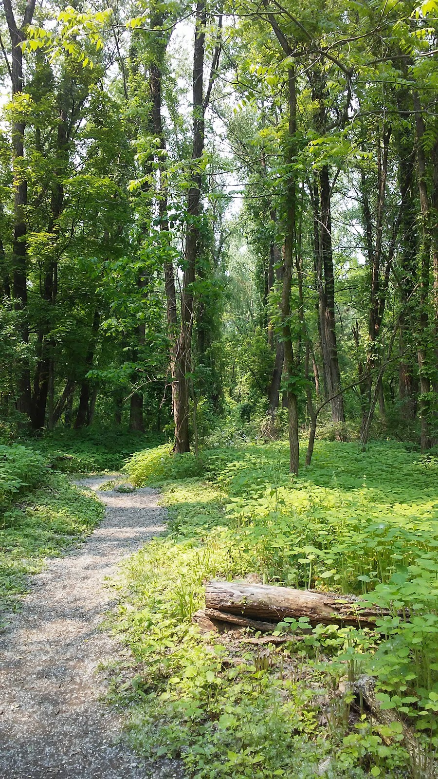 Papscanee Island Nature Preserve | Staats Island Rd, Castleton-On-Hudson, NY 12033, USA | Phone: (518) 270-2888