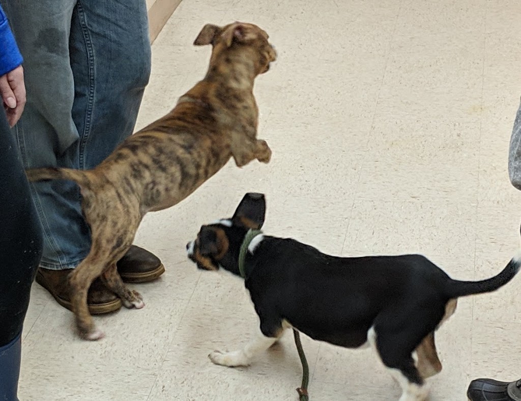 Montgomery County Animal Shelter | 115 Adena Dr, Mt Sterling, KY 40353, USA | Phone: (859) 498-8751