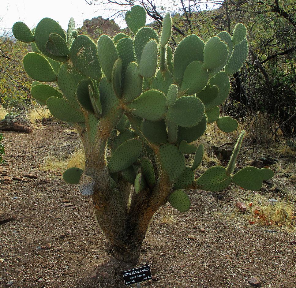 Chihuahua Desert Loop | E Arboretum Way, Superior, AZ 85173, USA | Phone: (520) 689-2723