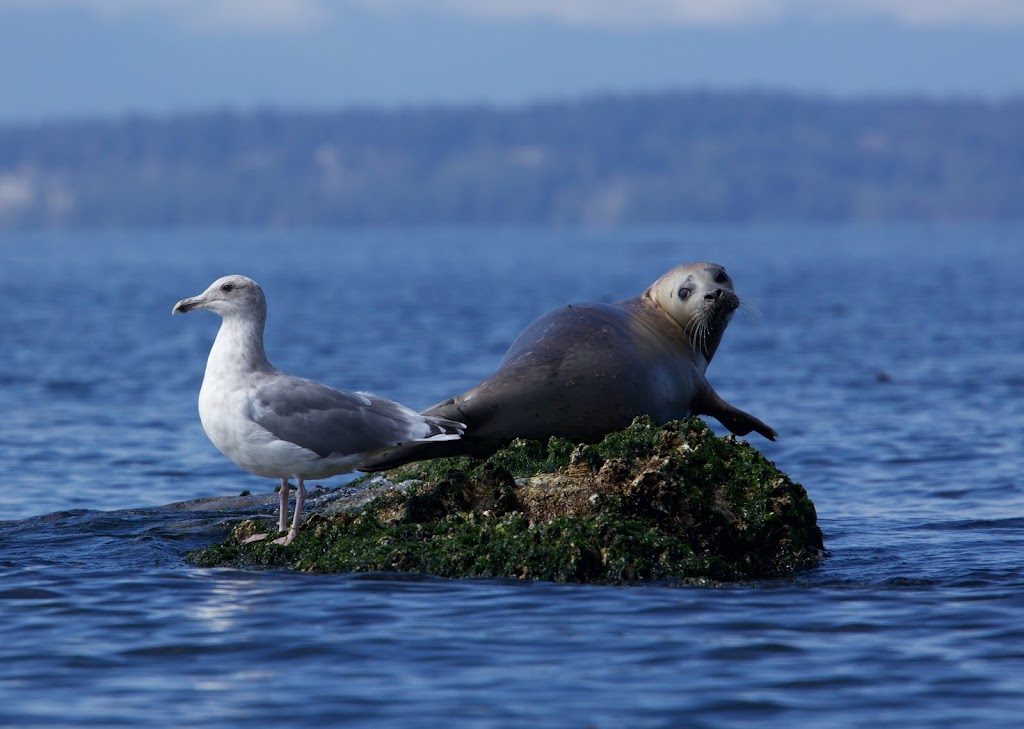 Whidbey Island Kayaking | 5781 Bayview Rd, Langley, WA 98260, USA | Phone: (360) 221-0229