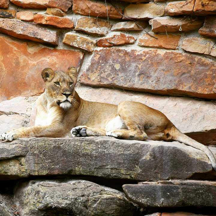 Tiger Treats at Fort Worth Zoo | 1989 Colonial Pkwy, Fort Worth, TX 76109, USA | Phone: (817) 759-7555