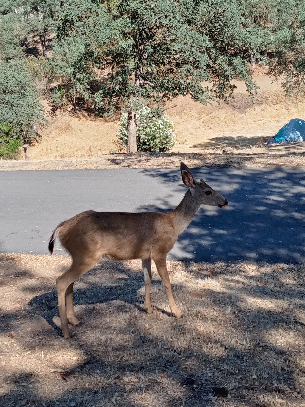 Lake Tulloch RV Campground & Marina | 14448 Tulloch Rd, Jamestown, CA 95327, USA | Phone: (209) 881-0107