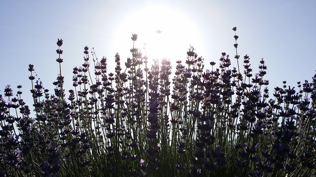 Silver Fox Lavender Farm | 2246 Tanglewood Ln, Emmett, ID 83617, USA | Phone: (208) 861-6416