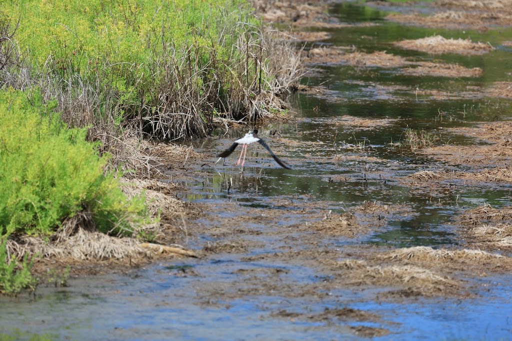 Kaelepulu Wetland Bird Preserve | 1460 Kiukee Pl, Kailua, HI 96734, USA | Phone: (808) 261-2179