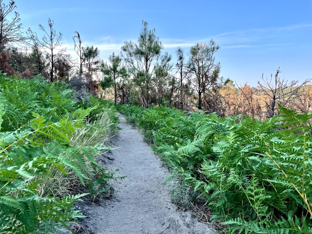 Box Camp Trailhead | Mt Lemmon Hwy, Mt Lemmon, AZ 85619, USA | Phone: (520) 749-8700