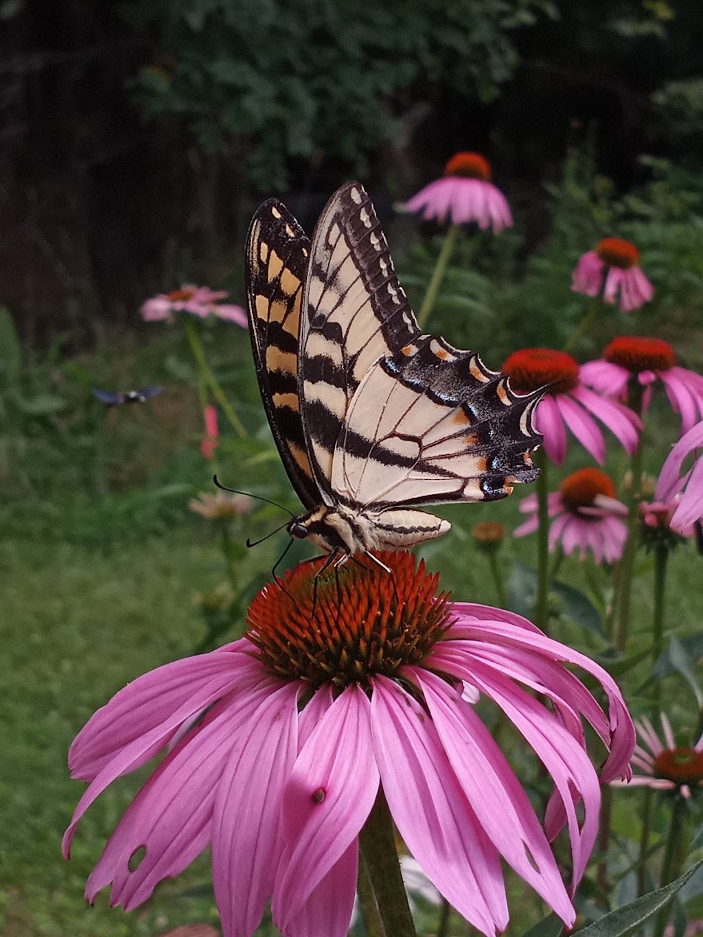 Litha Lavender Farm | 427 NW 1601st Rd, Kingsville, MO 64061, USA | Phone: (816) 389-1223